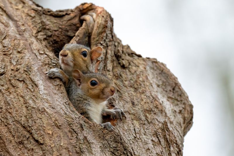 Squirrel Removal