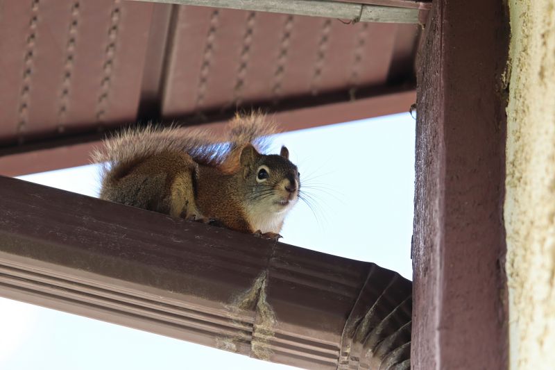Squirrel Removal