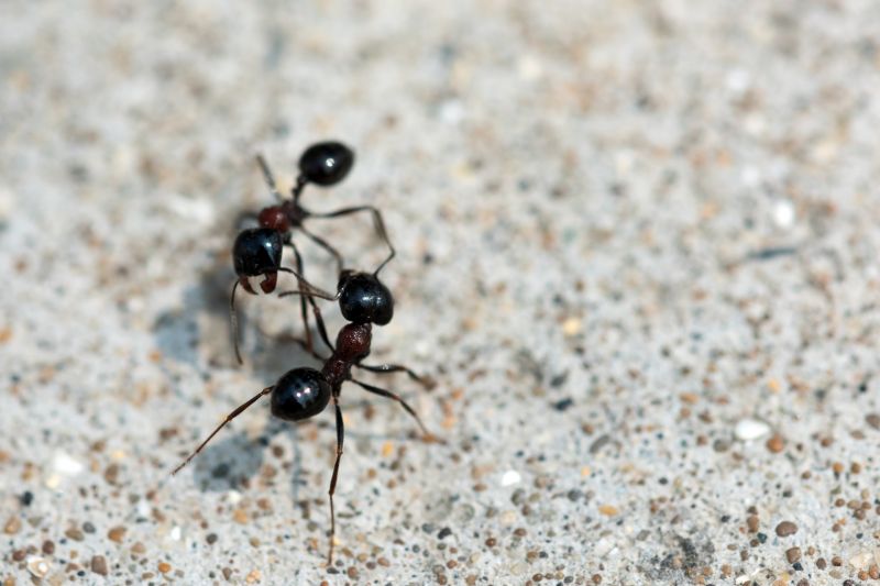 Ant Control Service in Fort Worth, TX