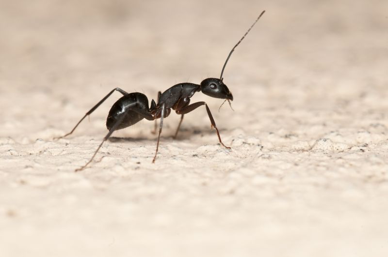 Black Ant Extermination in Arlington, TX
