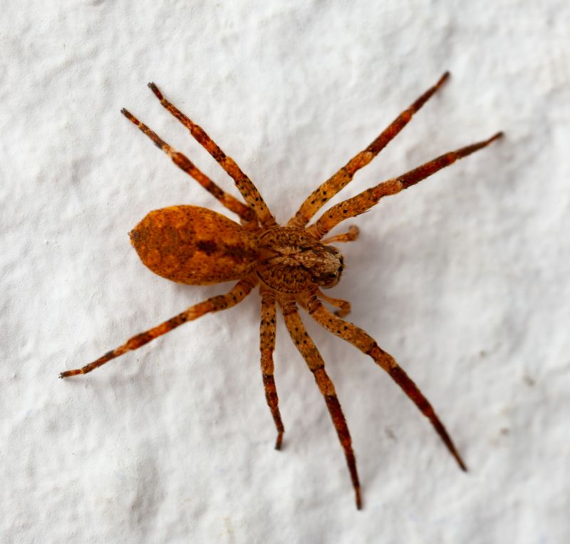 Brown Recluse Extermination in Mckinney, TX
