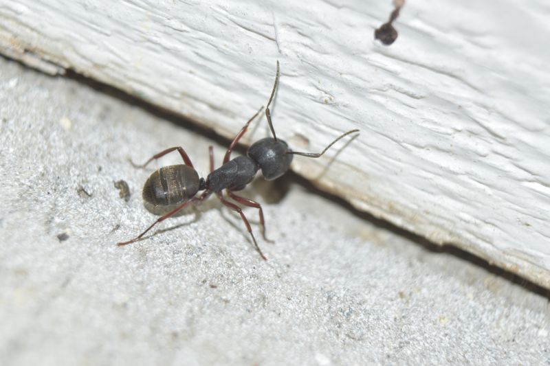 Carpenter Ant Extermination in Arlington, TX