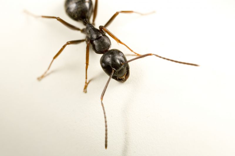 Carpenter Ant Extermination in Mckinney, TX
