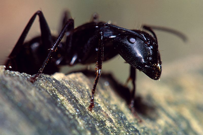 Carpenter Ant Extermination in Fort Worth, TX