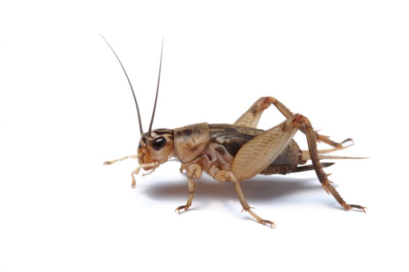 Cricket Control Service in Fort Worth, TX