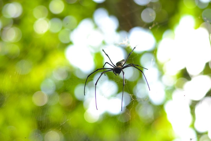 Cross Spider Extermination in Katy, TX
