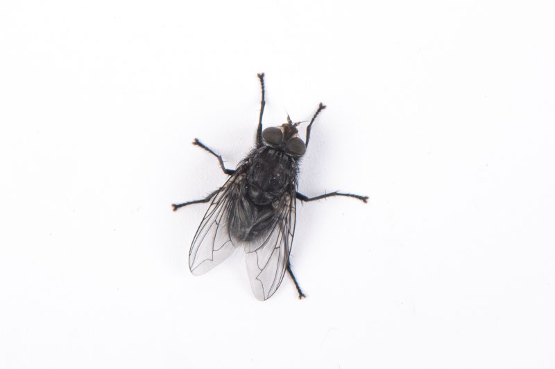 Fly Control Service in Rockwall, TX