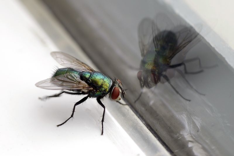 Fly Control Service in Frisco, TX