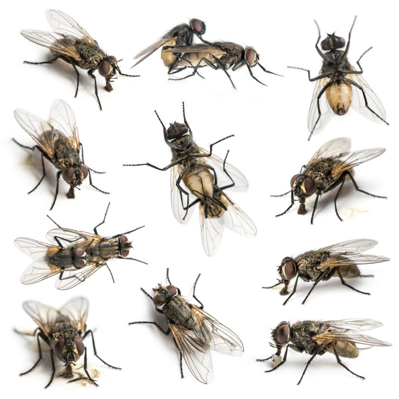 Fly Extermination in Denton, TX