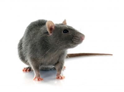 Health Risks Associated With Rodents In Residential And Commercial Spaces