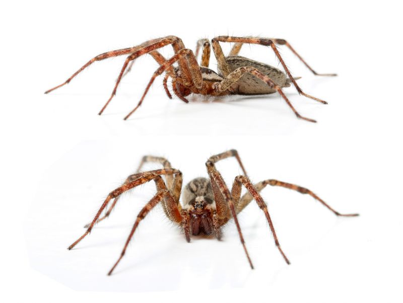 Hobo Spider Extermination in New Braunfels, TX