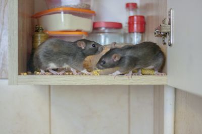 How Rodents Damage Homes