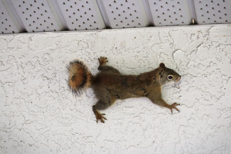 How Squirrels Turn Attics Into Nesting And Chewing Zones