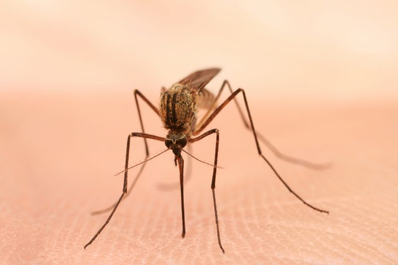 Mosquitoes Pest Control in Rockwall, TX