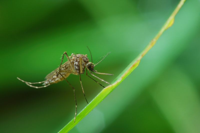 Mosquitoes Pest Control in Frisco, TX