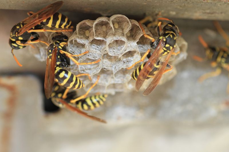 Wasps and Bees