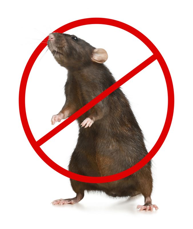 Preventing Rodent Infestations In Homes