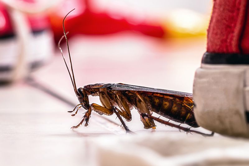 Roach Fumigation in Columbus, OH