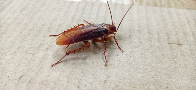 Roach Fumigation in West Palm Beach, FL