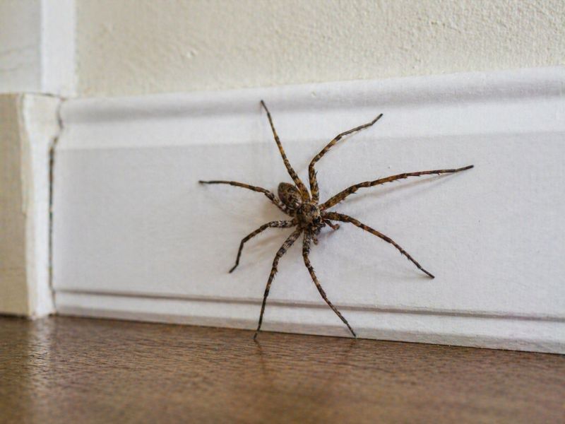 Spider Control Service in New Braunfels, TX