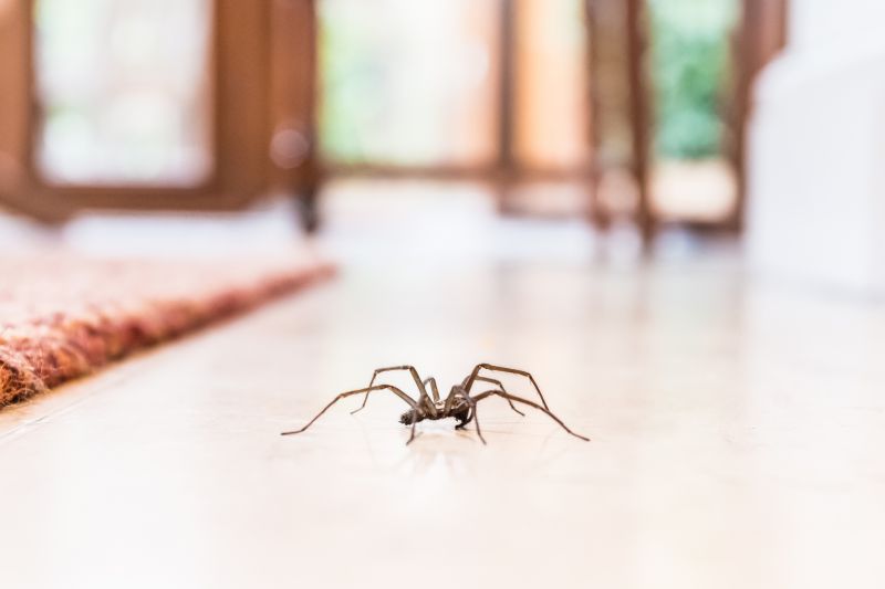 Spider Extermination Service in New Braunfels, TX