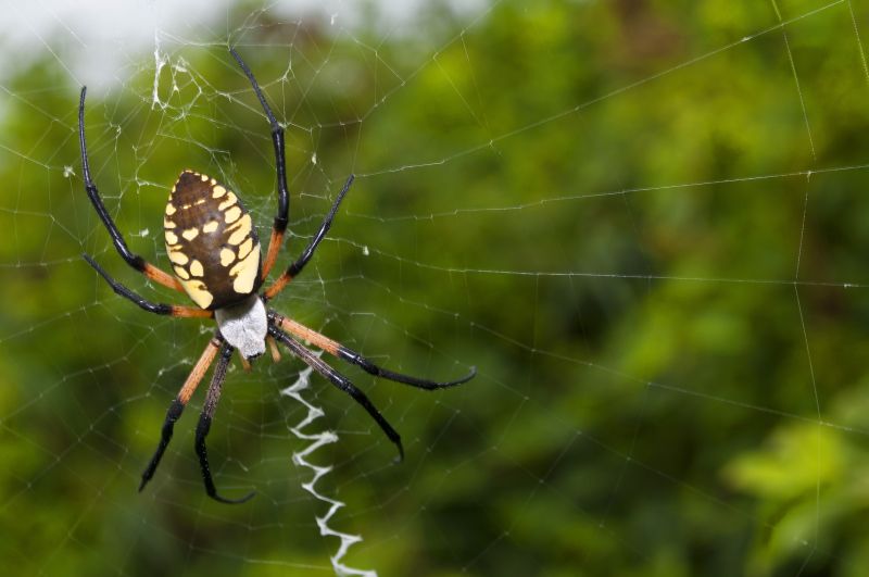 Spider Fumigation Service in Columbus, OH