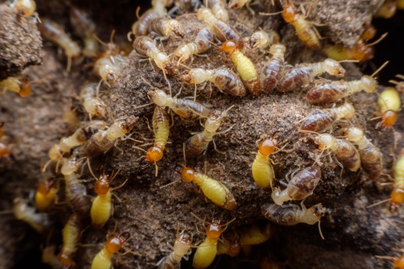 Termite Inspection Service in Frisco, TX