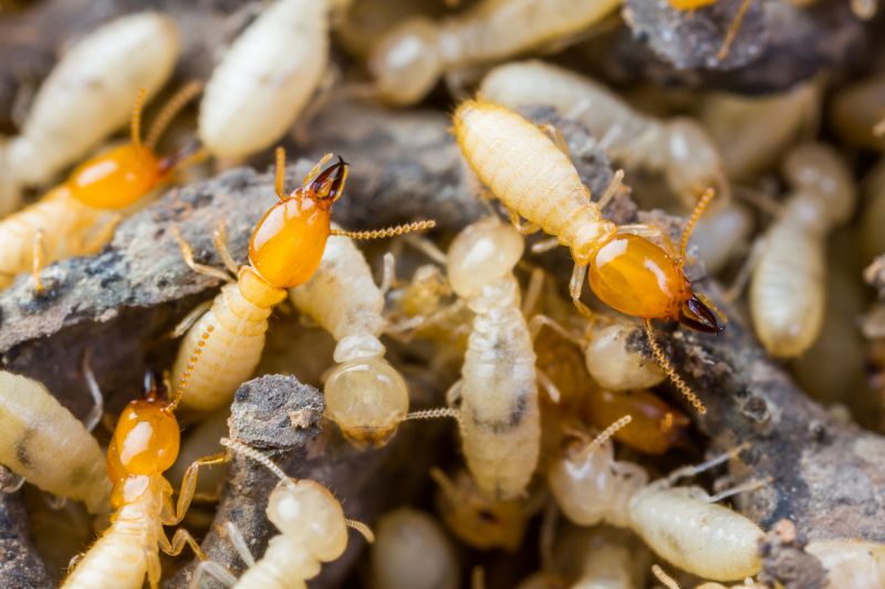 Termite Tenting in Phoenix, AZ