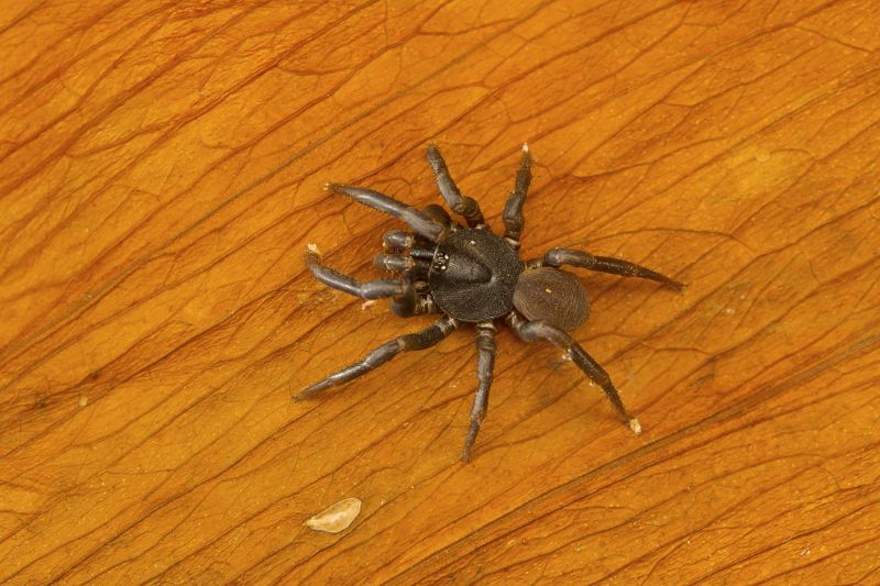 Trapdoor Spider Extermination in New Braunfels, TX