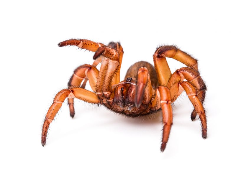 Trapdoor Spider Extermination in Rockwall, TX