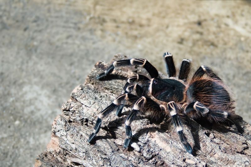 Trapdoor Spider Removal in Frisco, TX