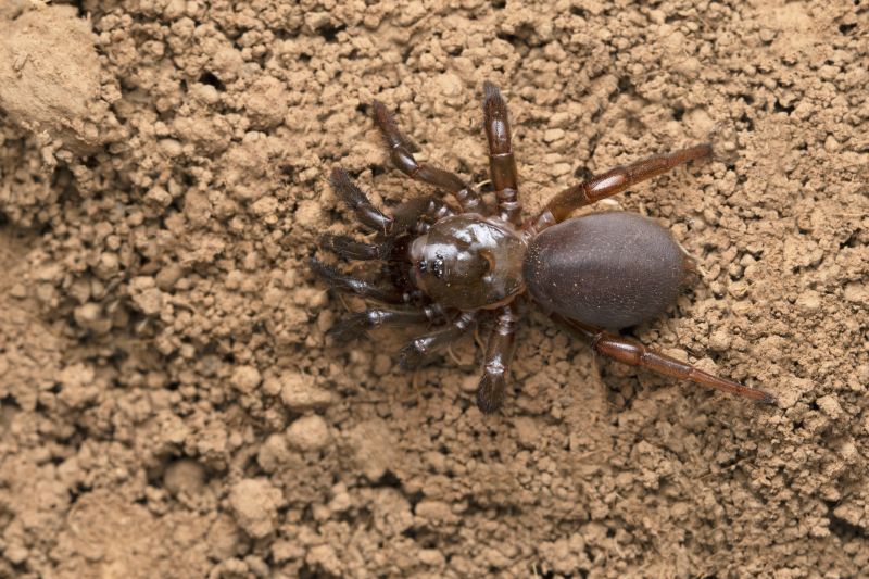 Trapdoor Spider Removal in Rockwall, TX