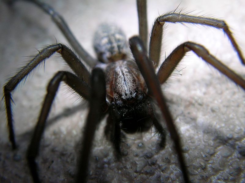 Wolf Spider Removal in Rockwall, TX