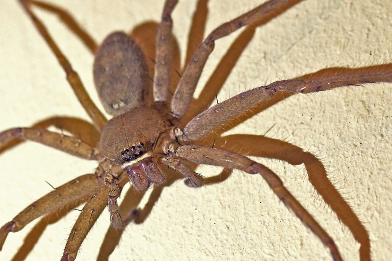 Wolf Spider Removal in Mckinney, TX