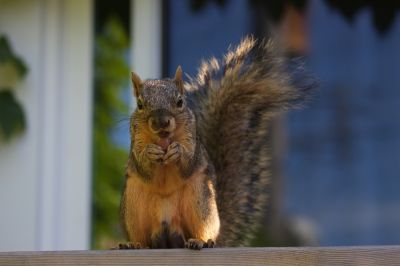 Safely Remove Squirrels From Your Property!